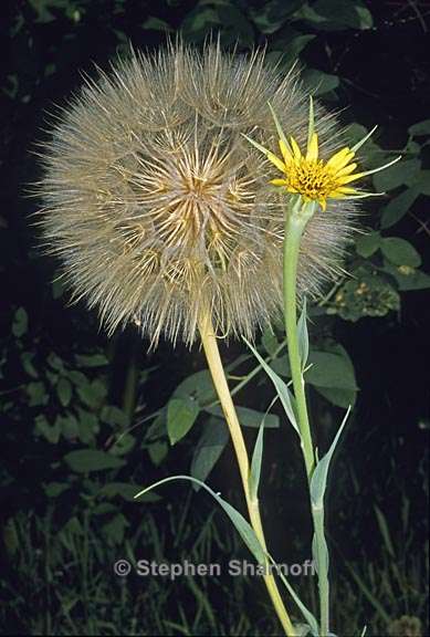 tragopogon dubius 2 graphic